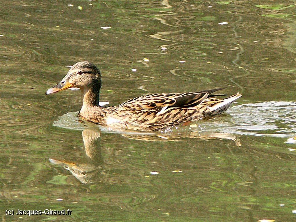 2005-04-15 12-25-00 Avril 200,0mm 1_200_eme F5,6.JPG